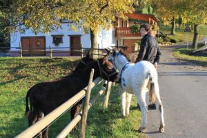 Sturköpfe unter sich