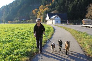 Ziegen auf Tour